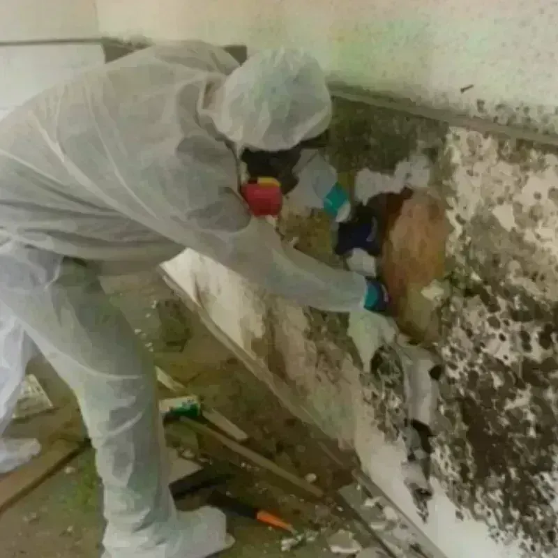 Mold Remediation and Removal in Altamont, IL